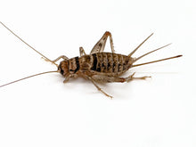 Load image into Gallery viewer, Crickets