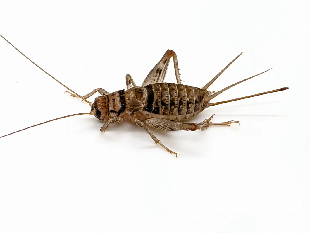 Buy Crickets - Armstrong Crickets Georgia – Armstrong Crickets Georgia