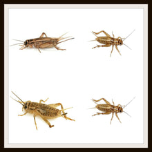 Load image into Gallery viewer, Armstrong Crickets .The original brown cricket