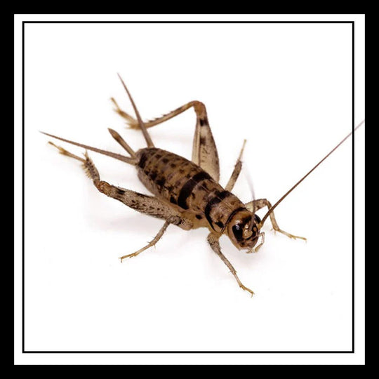 Armstrong Crickets Georgia - Crickets and Worms