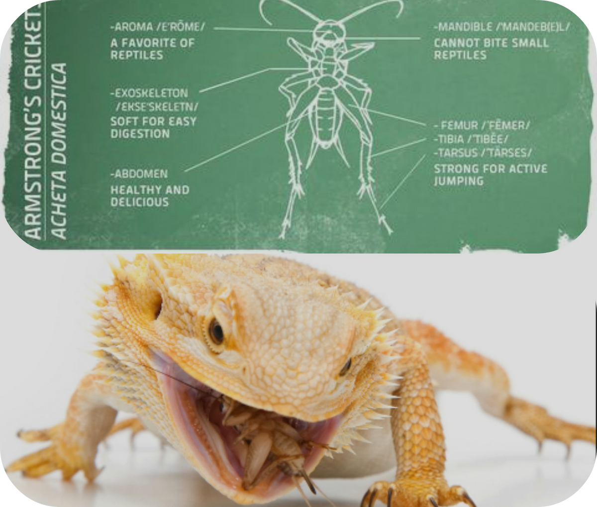 Wax Worms – Armstrong Crickets Georgia