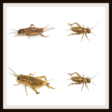 Armstrong Crickets .The original brown cricket