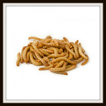 Load image into Gallery viewer, Mealworms