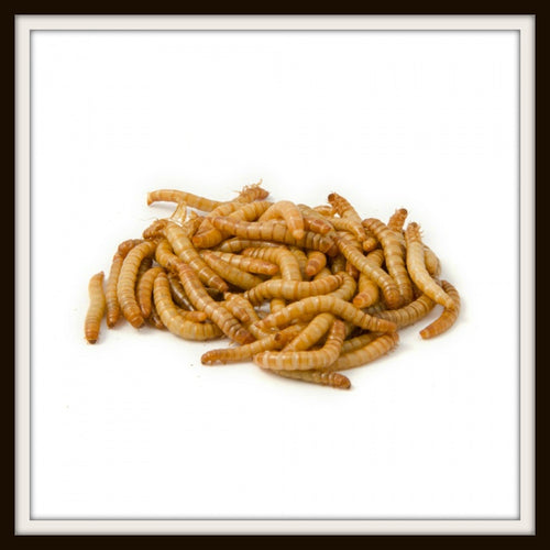 Mealworms