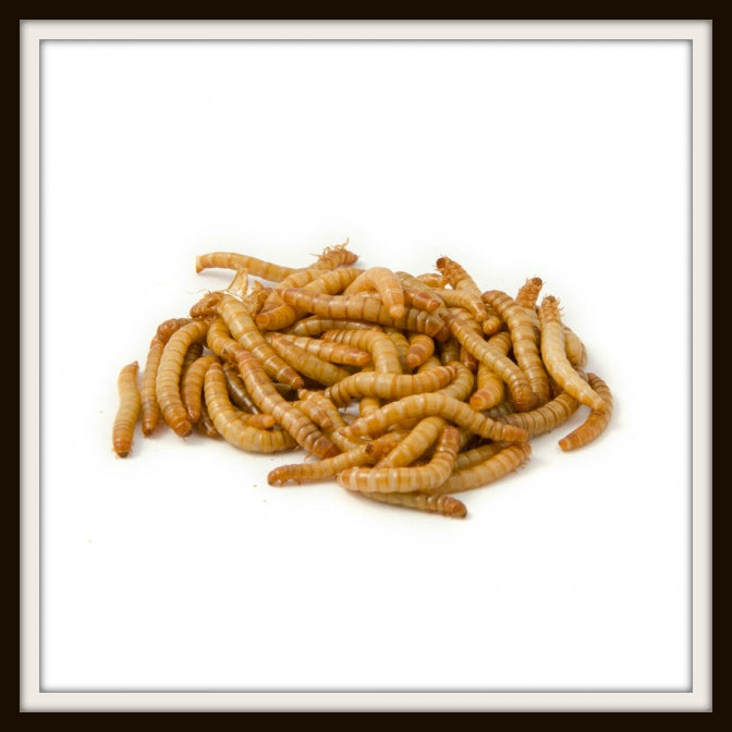 Mealworms