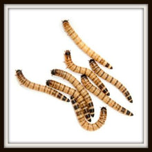 Load image into Gallery viewer, Superworms