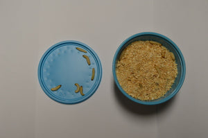 Wax Worms